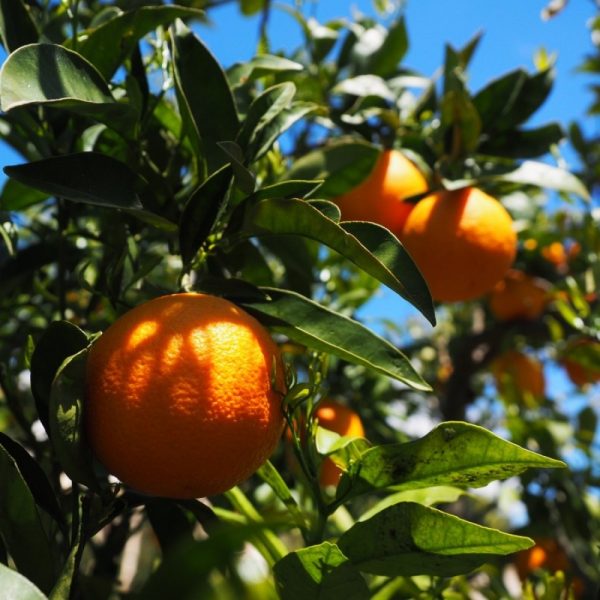 Ανθόνερο Πορτοκαλιάς