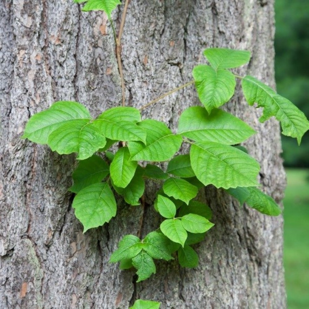 Έλαιο Βάσης Κισσού 50 ml
